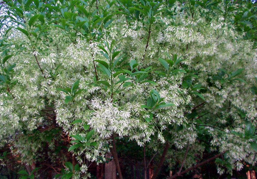 american fringe tree imagesornamental trees ogvU1K2W