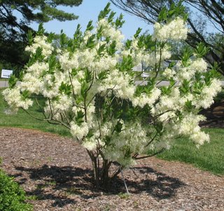 american fringe trees for saleornamental trees DXqLJ4CX