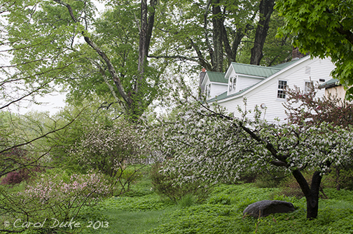 fringe apple tree bloom timesBlooming Apple and Crabapple Orchard in North Gardens Self sP8GbemD