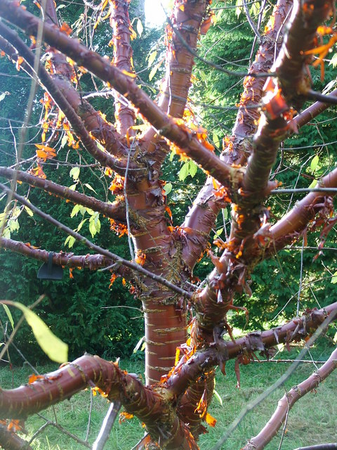 fringe cherry tree latin nameCherry Tree   Casey Trees ZOdpM8Tu