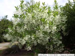 white fringe tree chionanthus virginicusHGIC 1027 Fringetree   Extension   Clemson University   South Carolina mIkqLxVF