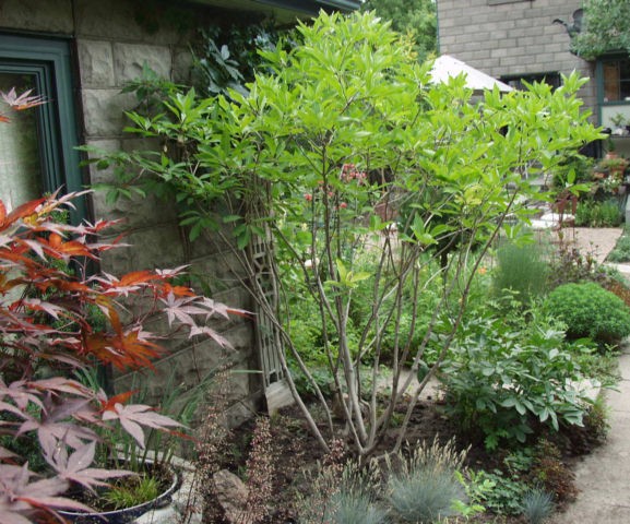 white fringe tree seedsFringetree White   TheTreeFarm dOxey6yF